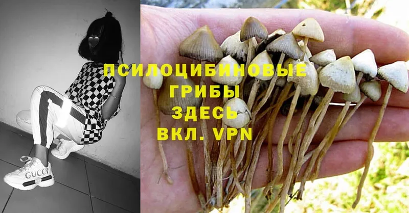 Псилоцибиновые грибы Psilocybe  Луга 